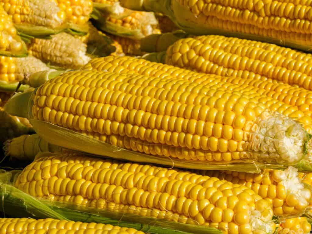 PLA 主要是由玉米、馬鈴薯等植物澱粉所製成的。