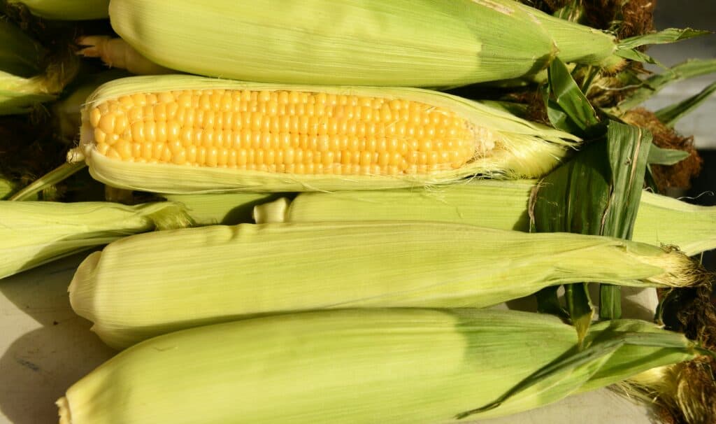 生物可分解塑膠的原料通常來自天然可再生資源，例如：玉米澱粉。